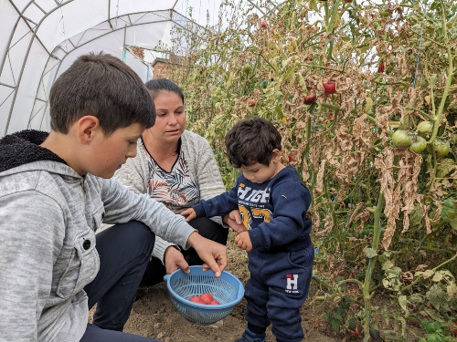 The kids help Gergana with the harvest in the greenhouse